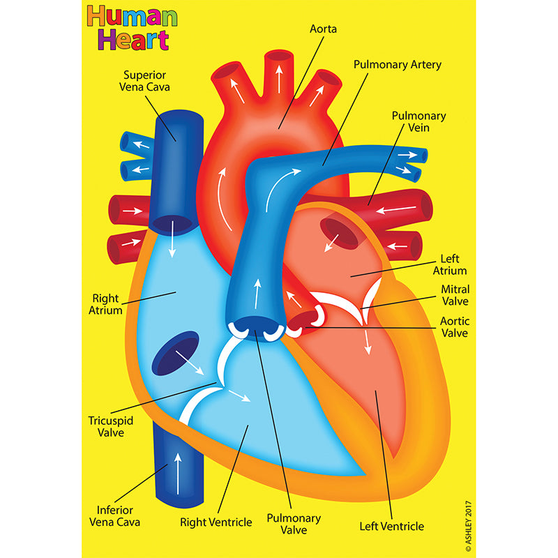 Foam Human Anatomy Manipulatives: Heart Model