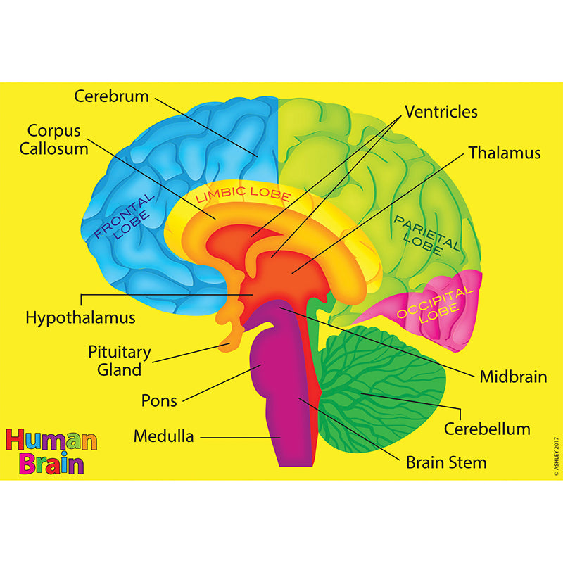 Foam Human Anatomy Manipulatives: Brain Model