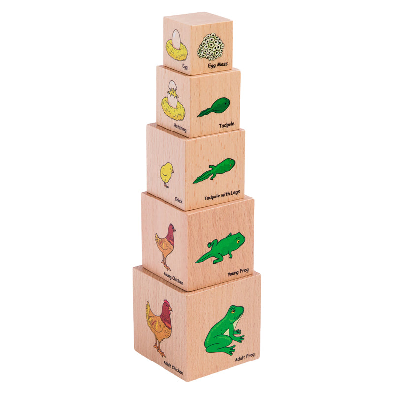 Lifecycle Wooden Blocks - Set of 5